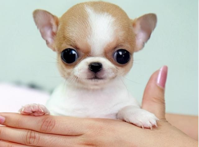 适合家养的中小型犬是什么，适合家里养的中型犬有哪些（占地不大而且还忠诚）