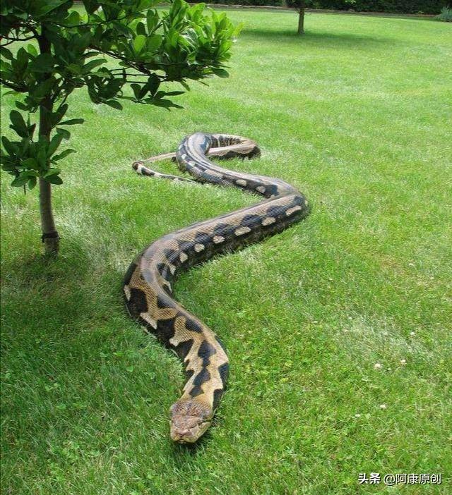 蛇怎么爬行，蛇怎么爬行的优美描写（大家喜欢蛇这种爬行动物吗）