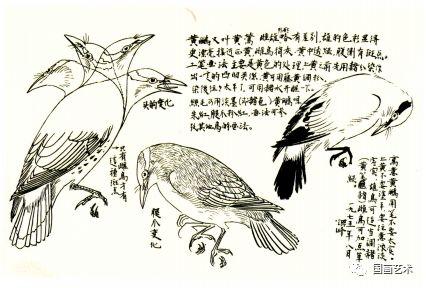 黄莺草，孙其峰 讲解黄鹂画法（黄莺草可以做干花吗）