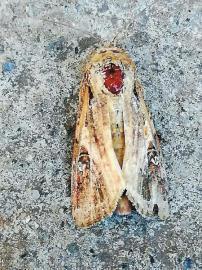 蛾可以杀吗，蛾蠓杀虫剂能杀吗（妖蛾子半个月蔓延四川16个市州）