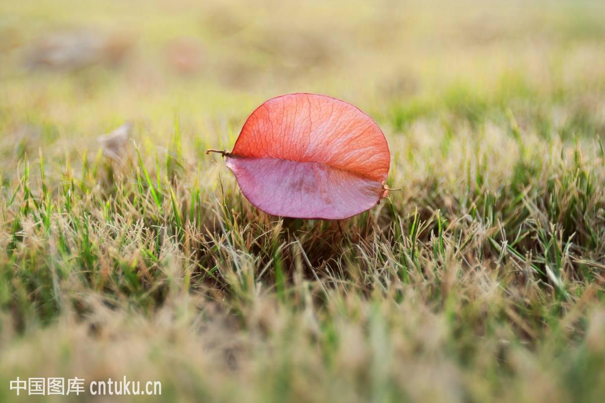 什么是栾树，什么栾树蜜多（中药材栾华）