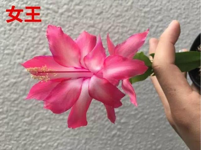 蟹爪兰图片，蟹爪兰你不知道的品种（蟹爪兰支架图片大全）