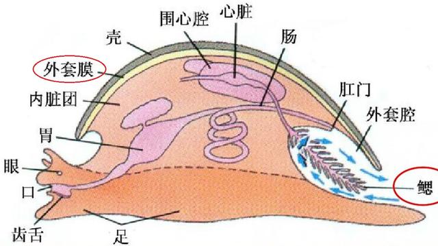 蜗牛还有哪些信息，蜗牛的信息有哪些（蜗牛从出生就要为了外壳努力）