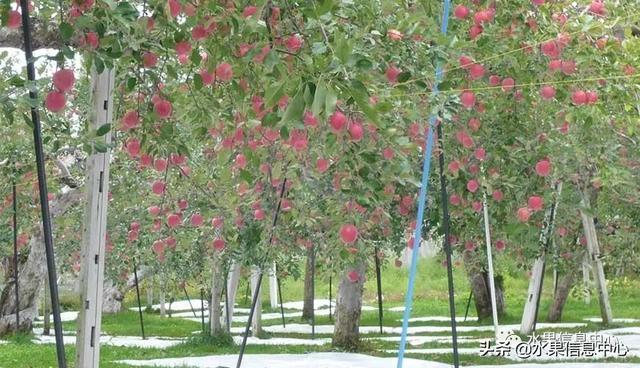 果蜜是什么，柠檬果蜜是什么（走进日本苹果第一大县“青森县”）