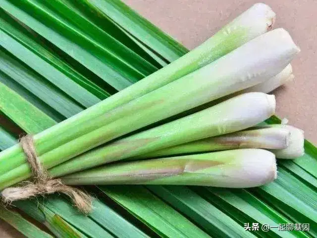 点蚊香多久可以杀死蚊子，蚊香多久能把蚊子熏死（只需5分钟蚊子消失殆尽）