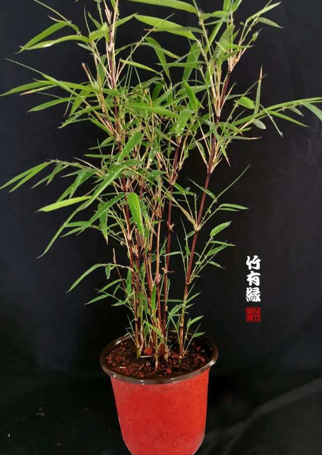 怎样种植箭竹(养竹必备《红箭竹养植宝典》)