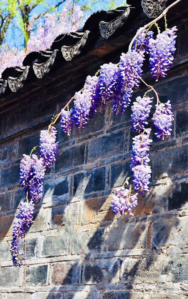 紫藤花的花语和寓意，紫藤花的寓意（我喜欢紫藤花）