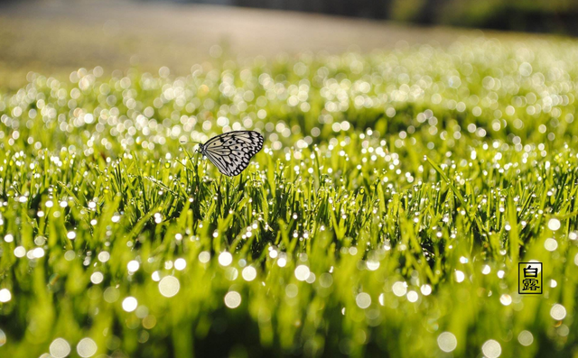 百岁无忧.，微信头像，百岁无忧.（十五首白露诗词）