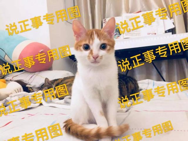 怎么解决猫咪挑食的问题，改善挑食，是一场人猫拉锯战