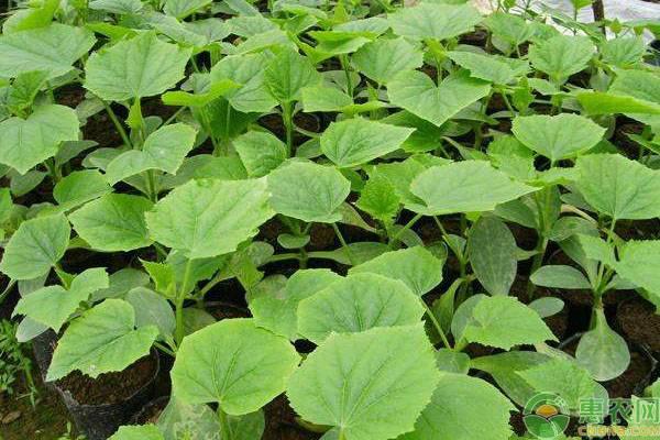 羊角蜜甜瓜种植方法和时间,甜瓜苗多少钱一株 - 玉三网