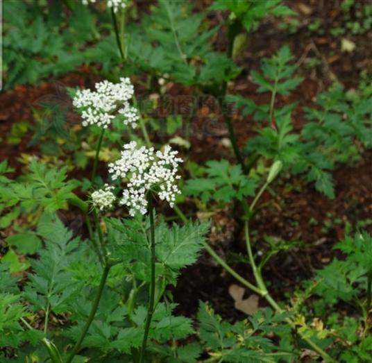 川芎的主治和功能，川芎的副作用太大了（中药古今研究：川芎）