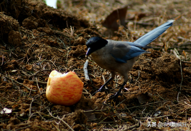 什么东西让喜鹊在不来地里（稻草人不管用，还有其他方法吗）