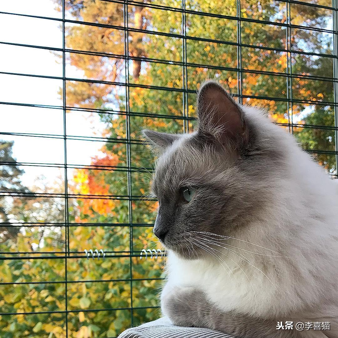 梦见猫吃鱼什么意思，做梦梦见猫吃鱼（饲养猫咪一定要封阳台或安装防护网）