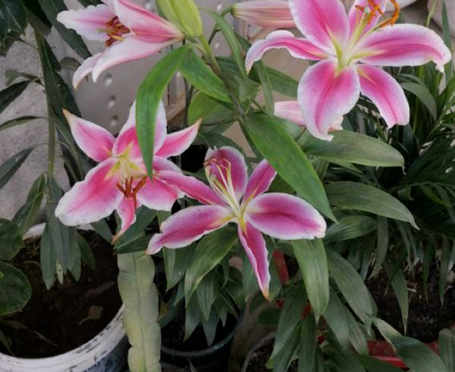 土培百合花怎么养，土壤百合花怎么养（一年四季都能有花赏）