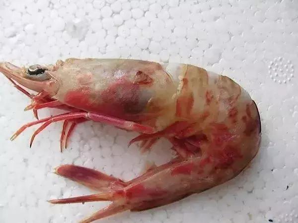 请问清炸小扒皮鱼的做法，炸小剥皮鱼的做法大全（今后再也不怕不认识海鲜了）