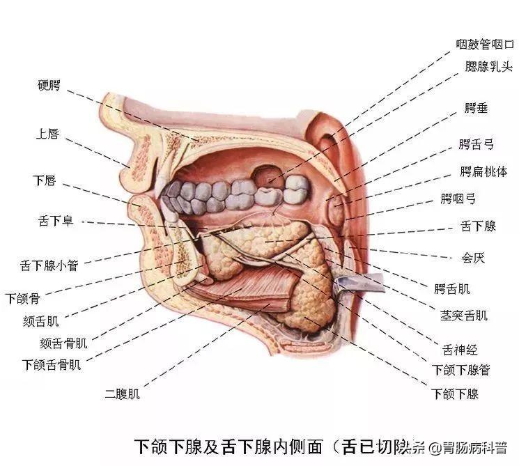 人的肠道有多少米，肠道大概多少米（消化系统解剖图谱+详解）