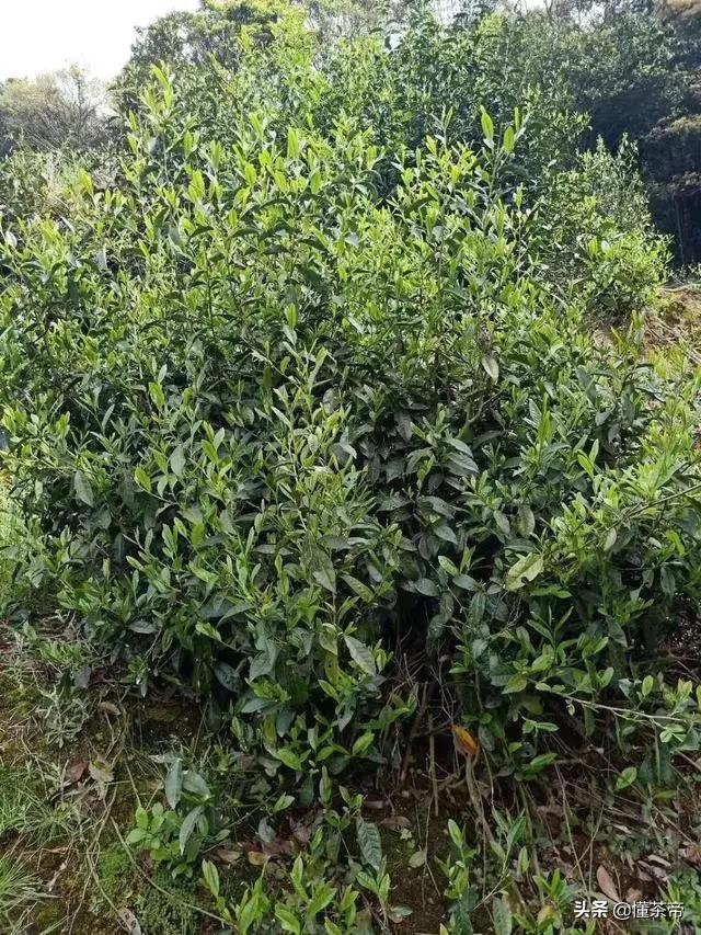 太姥山的资料，太姥山是哪里的（你知道白茶都是什么树种做的吗）