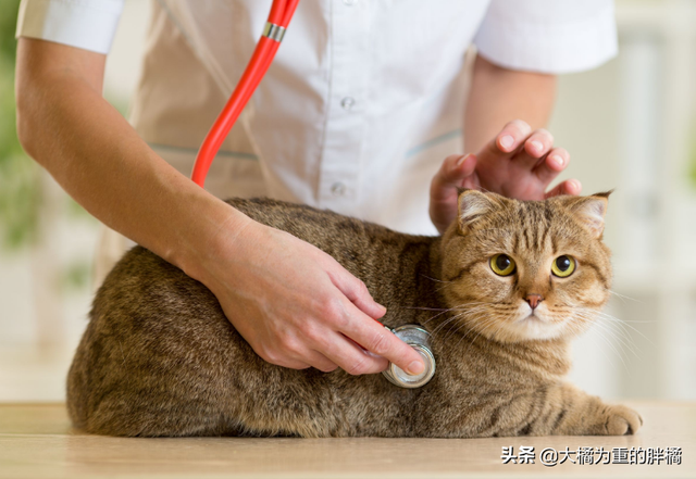 猫咪中暑什么症状表现，猫中暑的症状（若出现这3种初期症状）