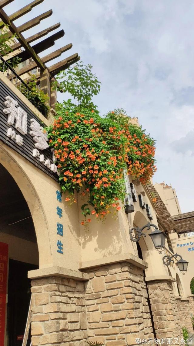 30种适合懒人养的花夏季，蹭蹭疯长、爆盆