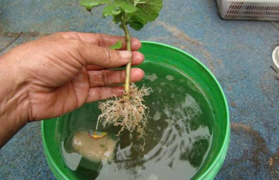 扦插生根最快方法，果树扦插生根最快的方法（水培是最简单的扦插“生根法”）