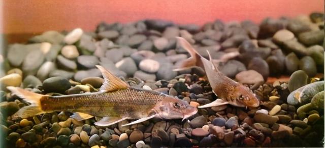 淡水观赏鱼种类，淡水观赏鱼的种类大全！（中国淡水观赏鱼图集<一>）