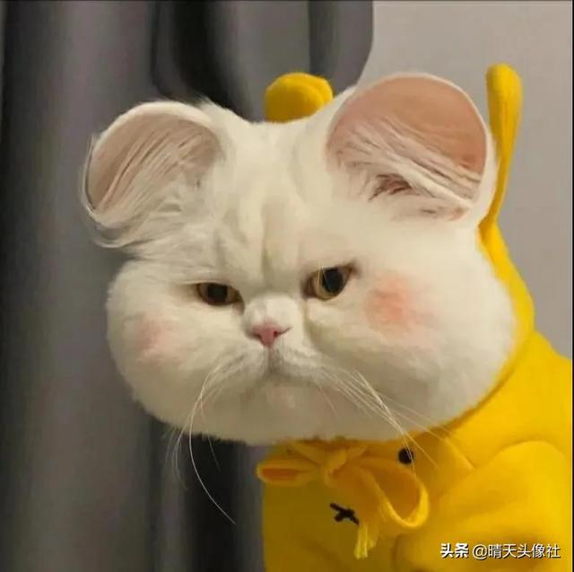 萌宠头像微信，萌宠头像（正如晚来的你皆是笑意）