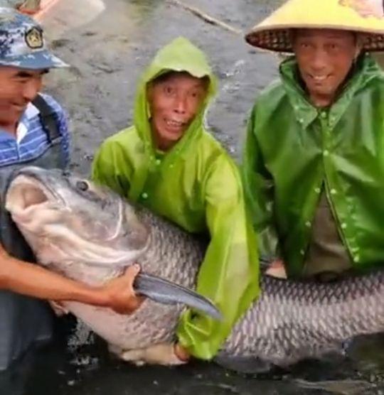 螺蛳青市场价多少钱一斤，50斤螺蛳青一般多少钱（武汉木兰湖140斤的“青鱼王”被捞起）