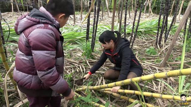 小伙带你看四种品种的甘蔗，黄皮甘蔗和黑皮甘蔗哪个长得高