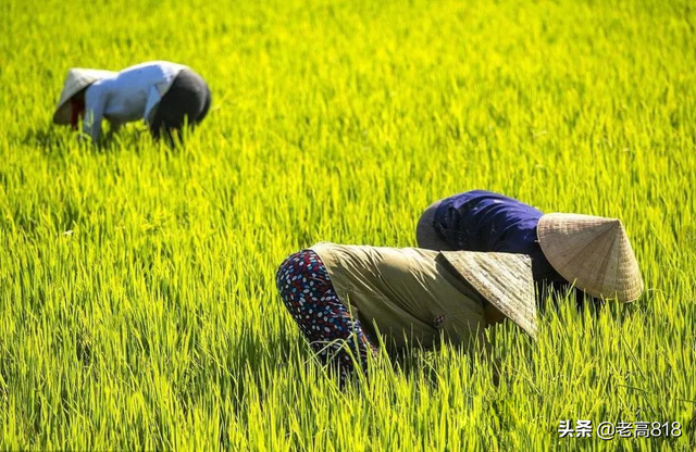锄组词语有哪些，锄组词语（到底锄的是草还是谷）