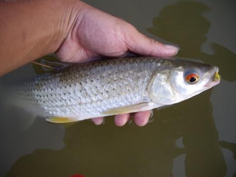 紅眼魚怎麼做好吃,紅眼魚多少錢一斤2022(中國淡水魚介紹系列之