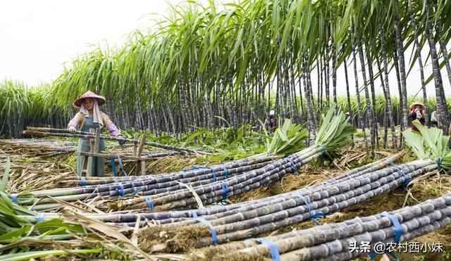 甘蔗介绍及种植方法，甘蔗介绍及种植