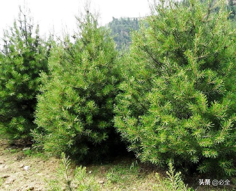 雪松苗多少钱一棵，雪松苗多少钱一棵图片（雪松的未来发展前景好吗）
