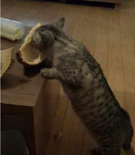 猫可以吃榴莲吗，猫咪讨厌榴莲吗（如果你家猫咪受得住那个味儿）