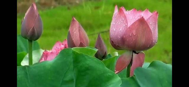 英雄儿女主题曲歌词，英雄儿女主题曲歌词中人民战士和虎豹指的是什么（英雄赞歌一一电影《英雄儿女》主题歌）