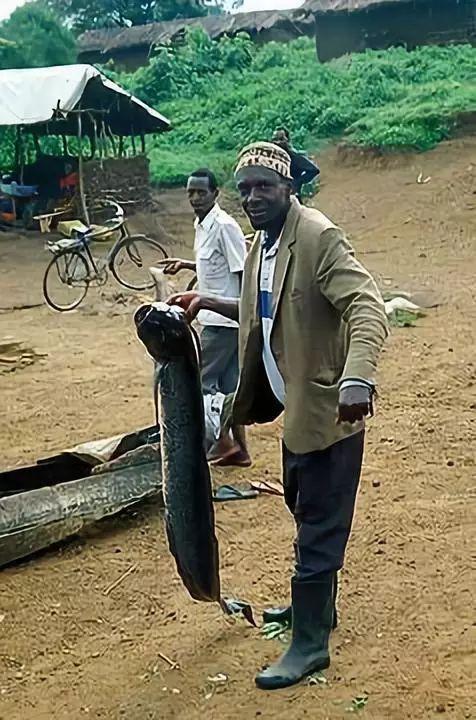 总鳍鱼的特点（如今只能在非洲老哥的饭桌上挣扎）