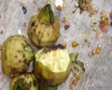 碱蓬菜的功效与作用，碱蓬的功效与作用（山野菜大全）