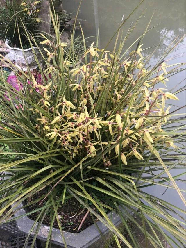 鸟尾花的繁育管理，鸟尾花 花期（30种耐阴花）