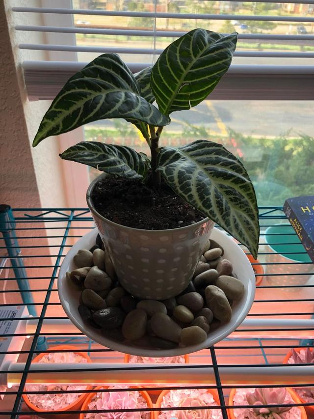 空气湿度多少合适，室内空气湿度多少正常（增加室内植物湿度的9种绝佳方法）