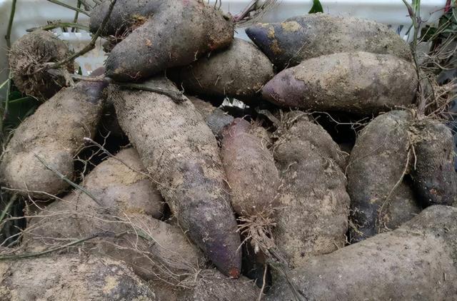 芋头和香芋有什么区别吗，芋头与香芋的区别（不是紫薯也不是芋头）