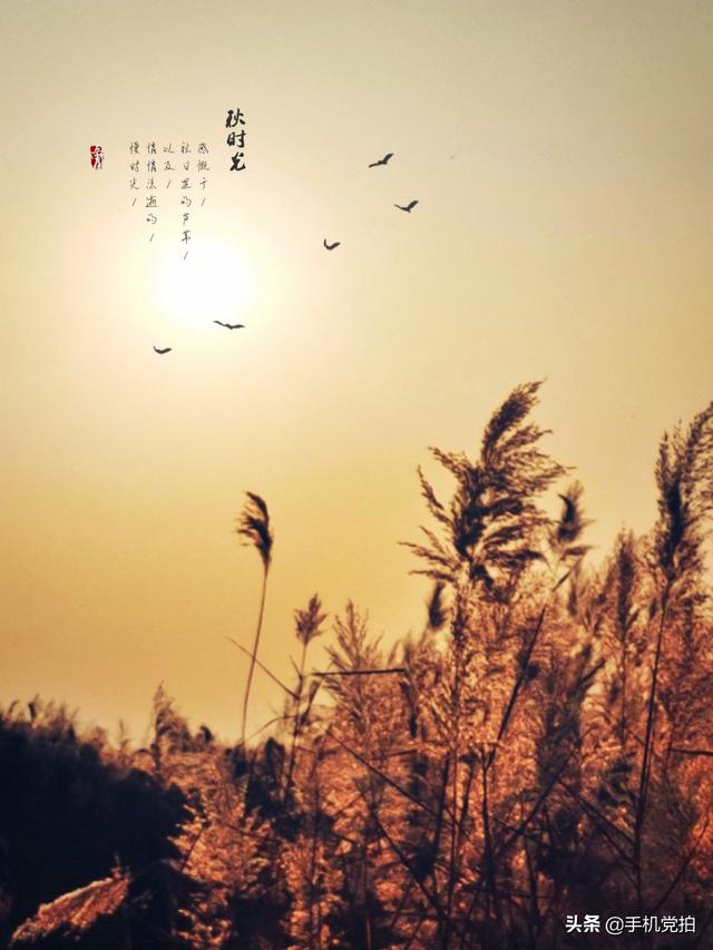 轻烟老树寒鸦什么意思，轻烟老树寒鸦前面一句是什么（不妨跟着“古诗”拍拍看）