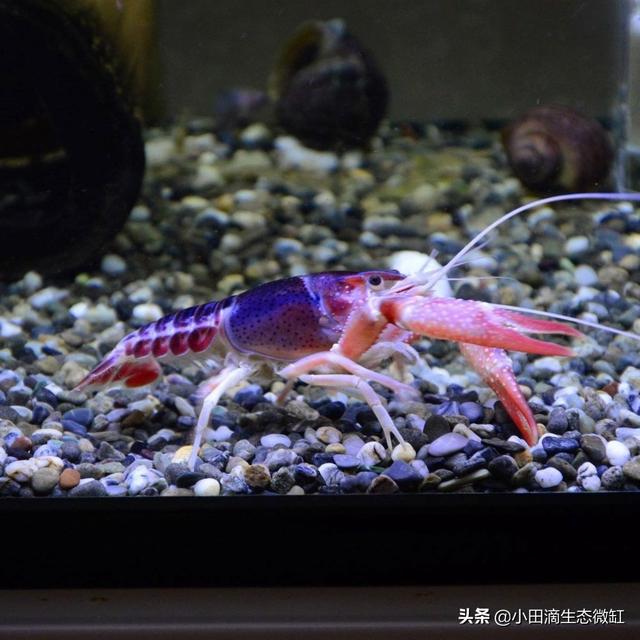 虾的种类有哪些，河里的虾的种类有哪些（适合新手饲养的宠物虾及小型观赏虾详情）