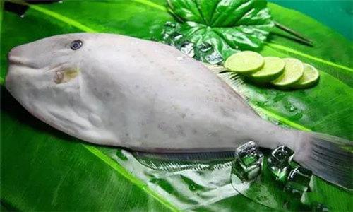 马面鱼是什么鱼，马面鱼是什么鱼做的（却是川渝一带最喜欢用食材——耗儿鱼）