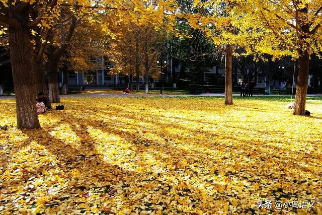 秋天的作文怎么写，秋天的作文怎么写初中（如何写好关于秋天的作文）