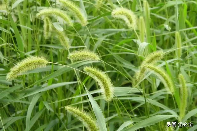 地被植物，常绿植物、地被及其他篇（地被植物名词解释）