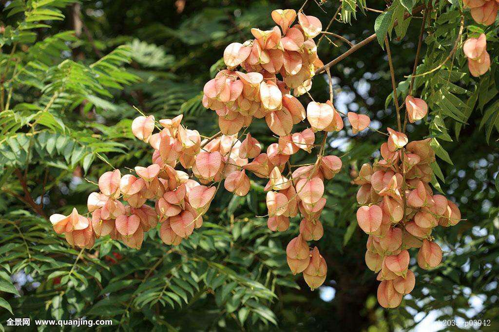 什么是栾树，什么栾树蜜多（中药材栾华）