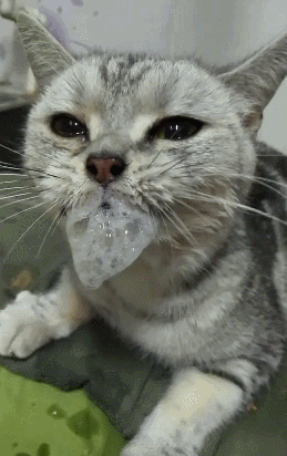 猫咪干呕怎么回事，猫干呕是怎么回事（猫咪呕吐是怎么回事）