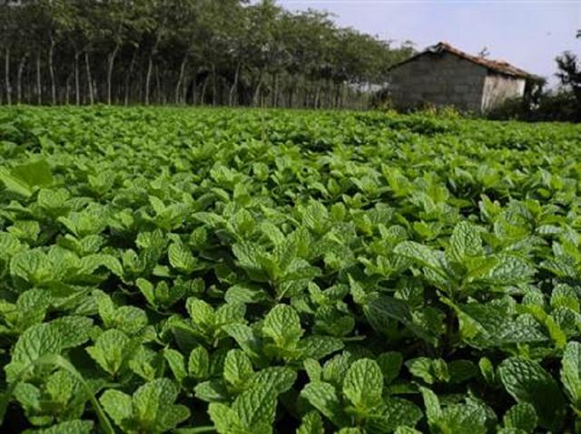 薄荷脑是什么东西，天然薄荷脑是什么东西（这种叶子很值钱）