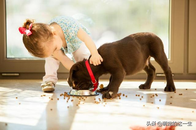 狗狗可以吃葡萄吗，狗狗吃葡萄会怎么样（这几种水果不要给狗狗吃）