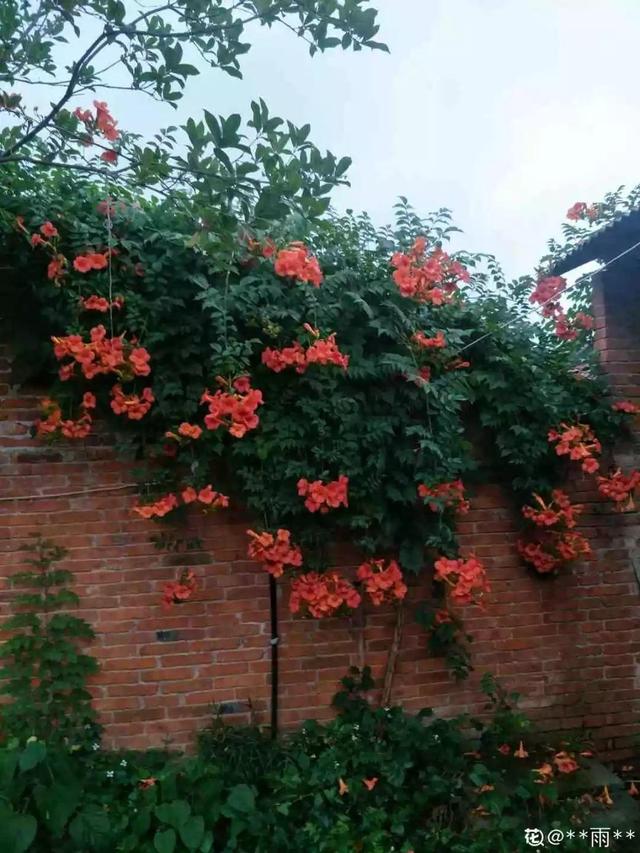 类似爬山虎的植物有哪些，除了爬山虎还有什么植物（7种超强繁育能力爬墙花）