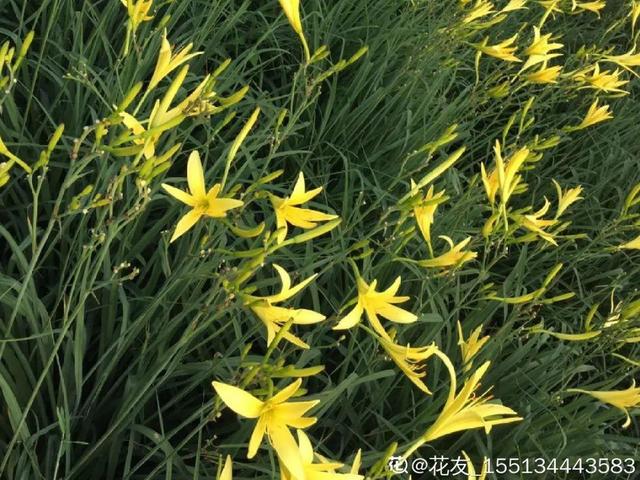 紫薇花什么季节开花，紫薇什么时候开花（温度高也不休眠）